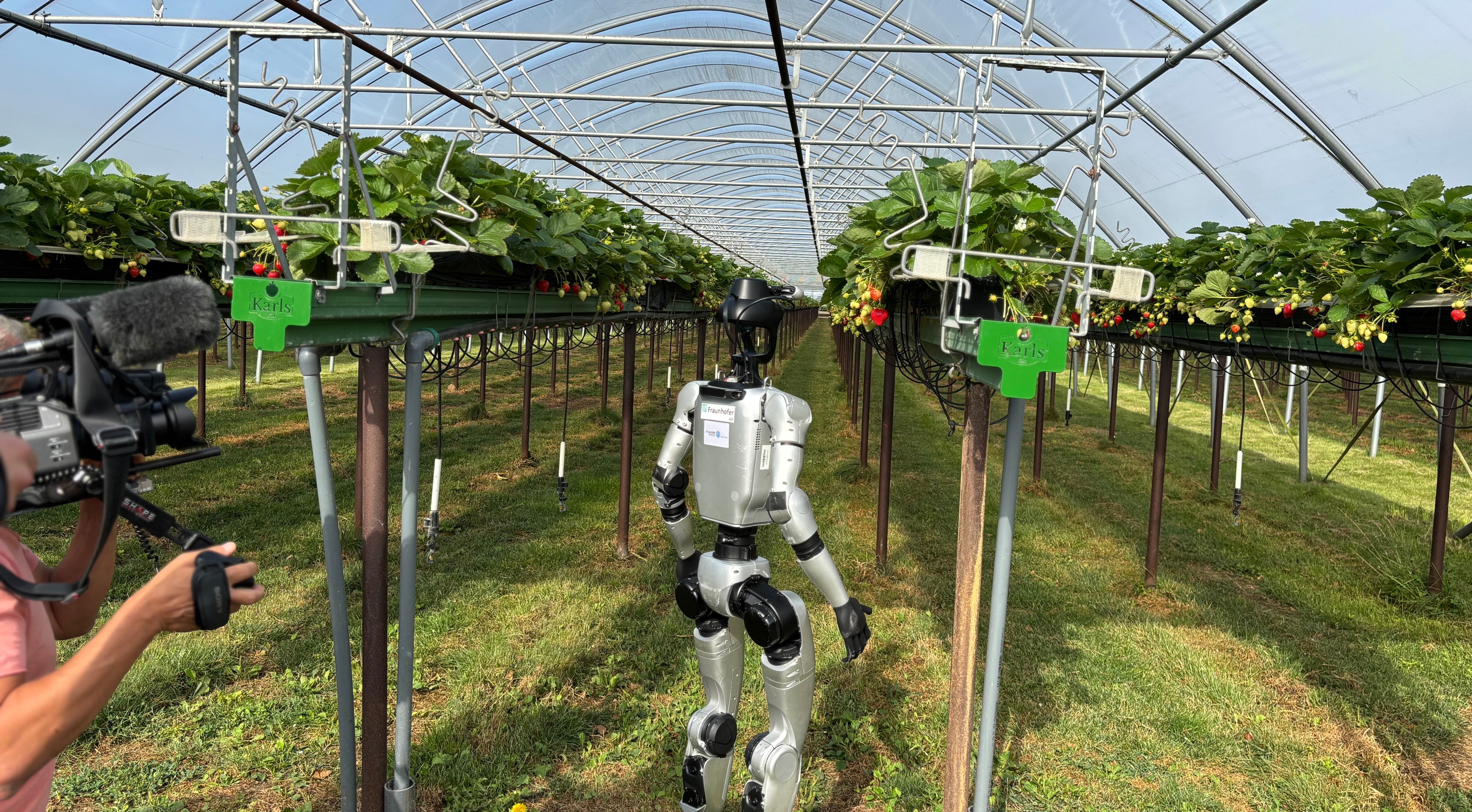 Bild des humanoiden Roboters »Max« bei Karls Erdbeerhof in Rövershagen.