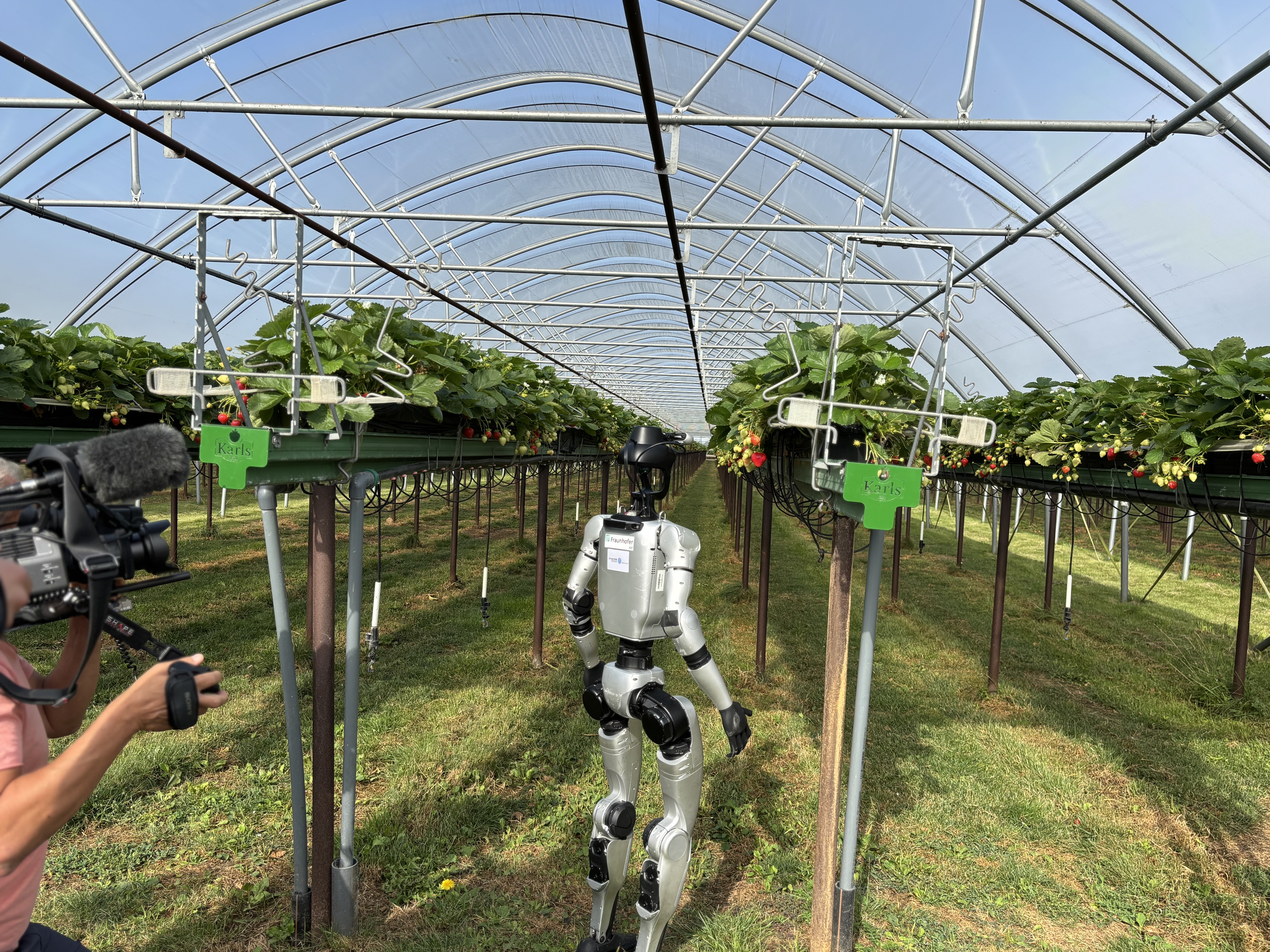 Image of a silver-coloured humanoid robot walking down a row of strawberry plants at Karls Erdbeerhof.